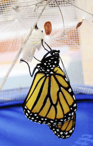 MDC plans first Monarch Festival to increase awareness of butterfly in Joplin